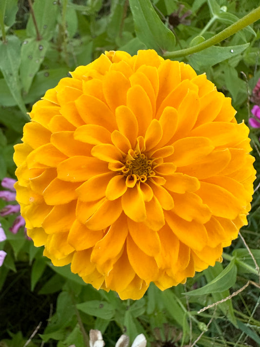 Lemon Chello Zinnia Seeds