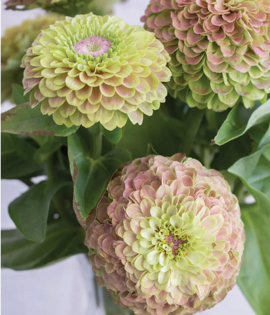Queen Lime With Blush Zinnia Seeds