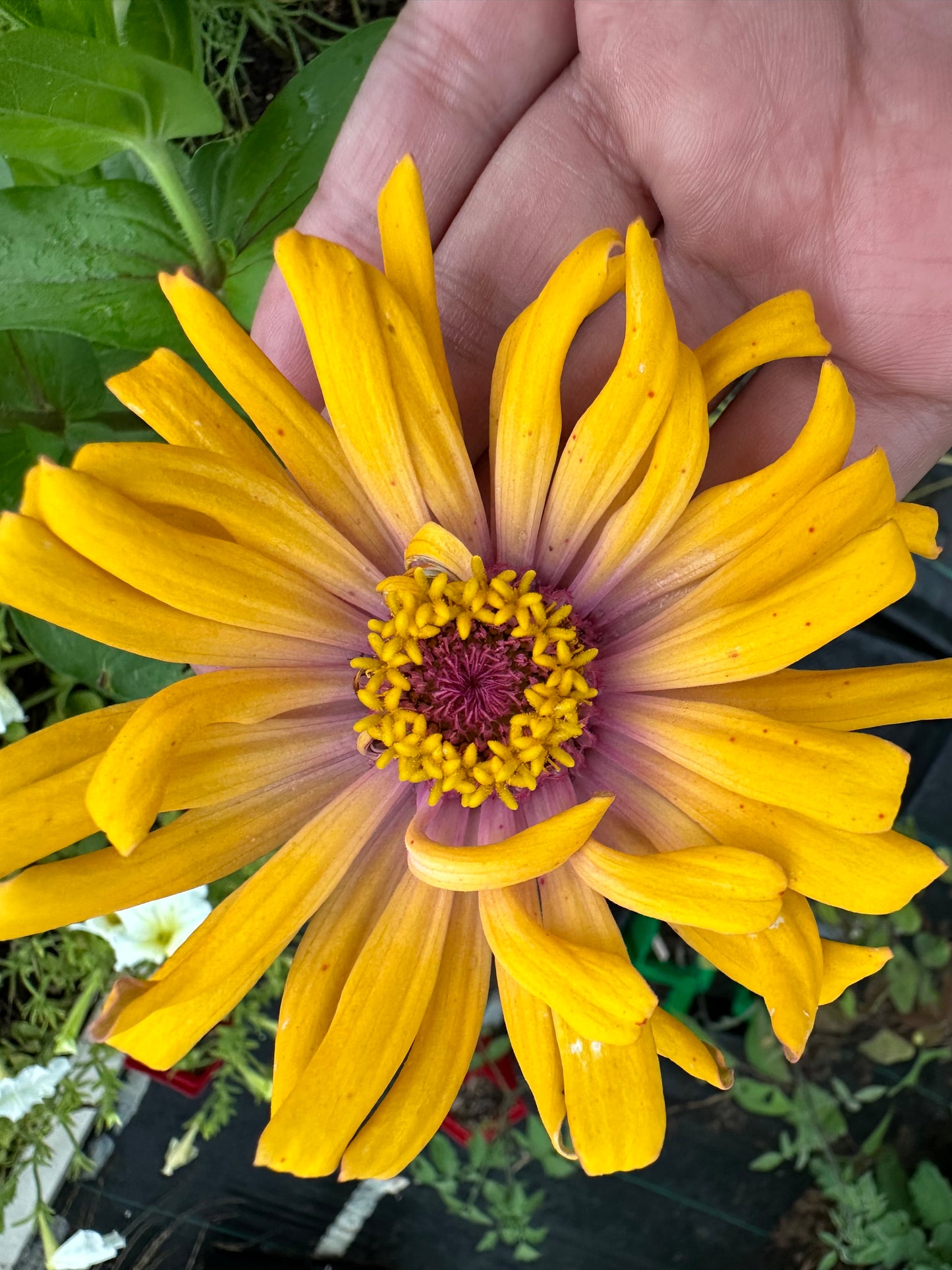 Two Tone Zinnia Seed Mix