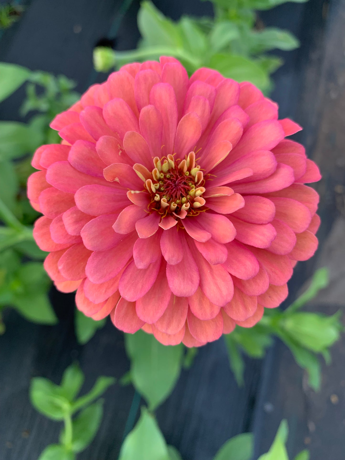 Dreamland Coral Zinnia Seeds