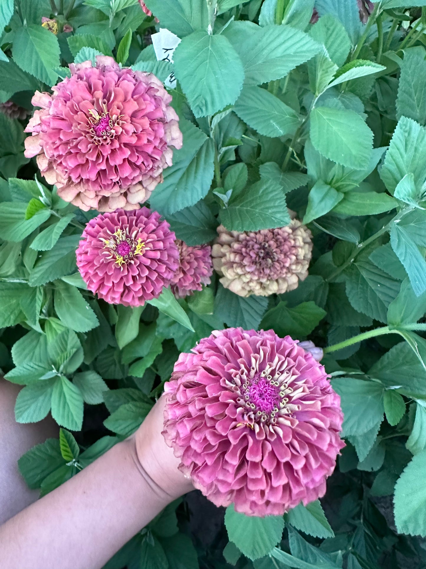 Moody Mix Zinnia Seed Mix Fall Shipping