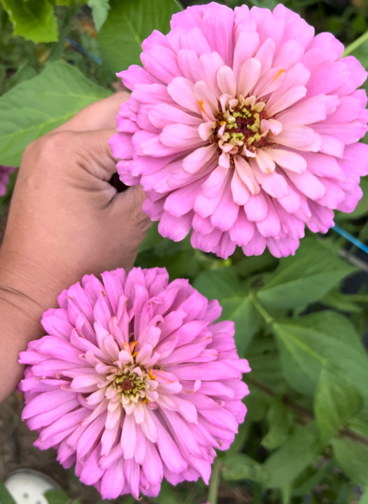 Pastel Pink Zinnia Seeds Breeder’s Pack