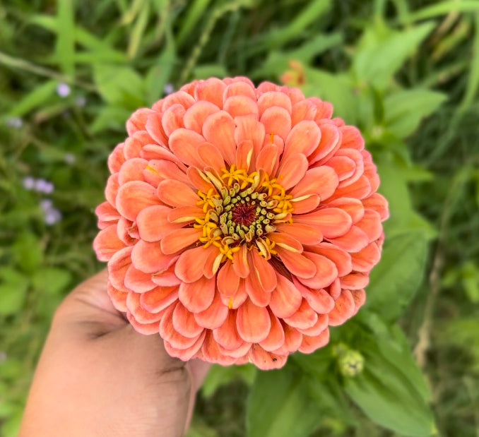 Giant Salmon Heirloom Zinnia Seeds