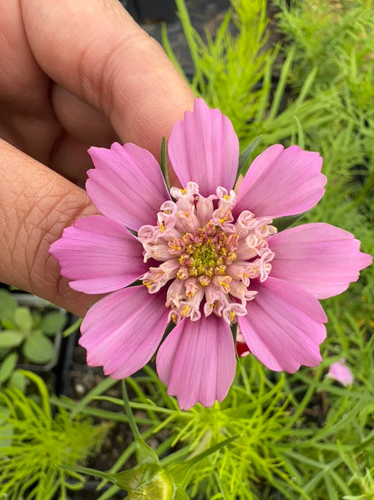 Popsocks Cosmos Strawberry Bulk Seed