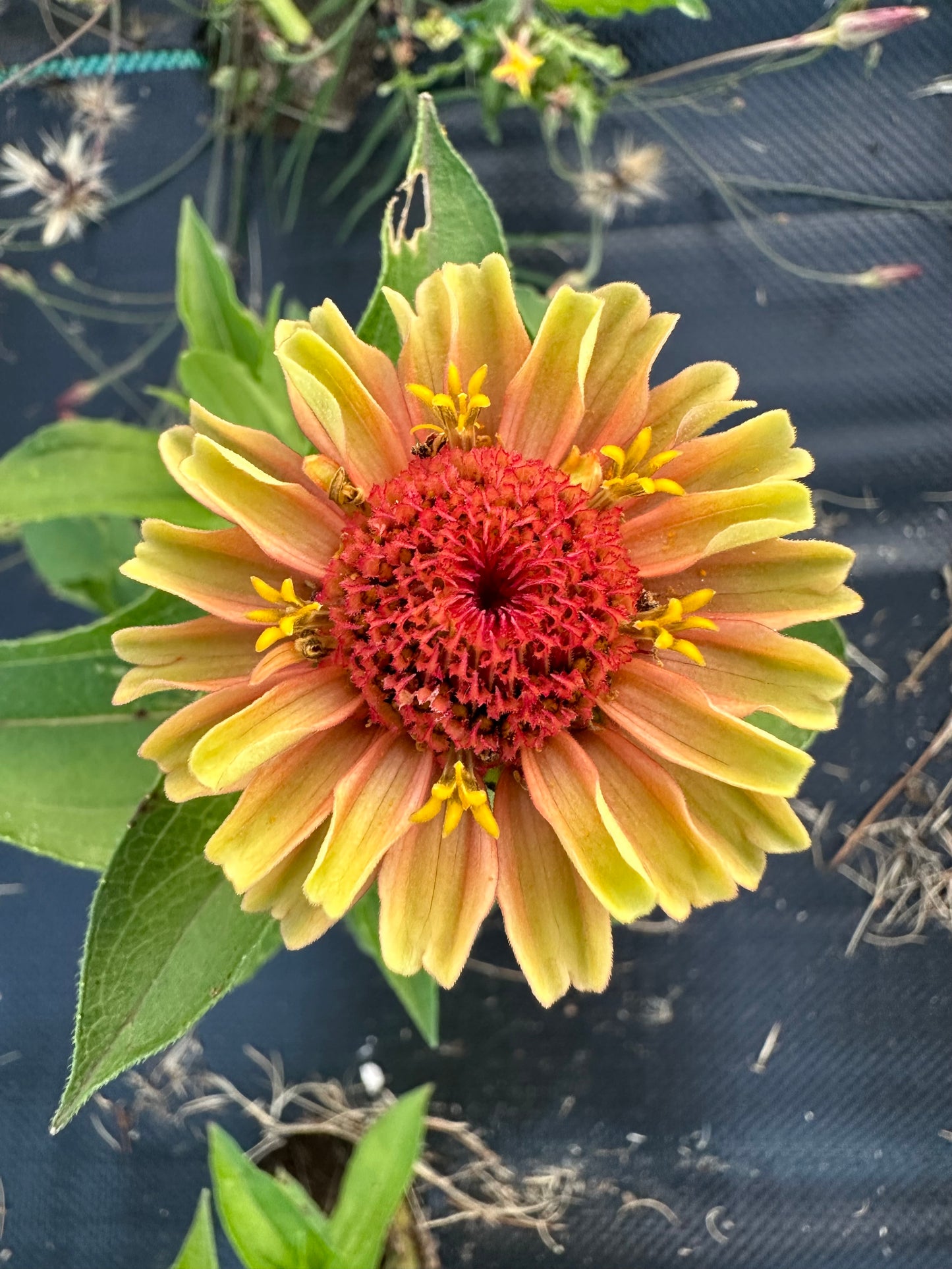 Marmalade Zinnia Seeds