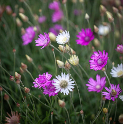 Pastel Mix 
Xeranthemum Double Paper Flower Cut Flower Seeds