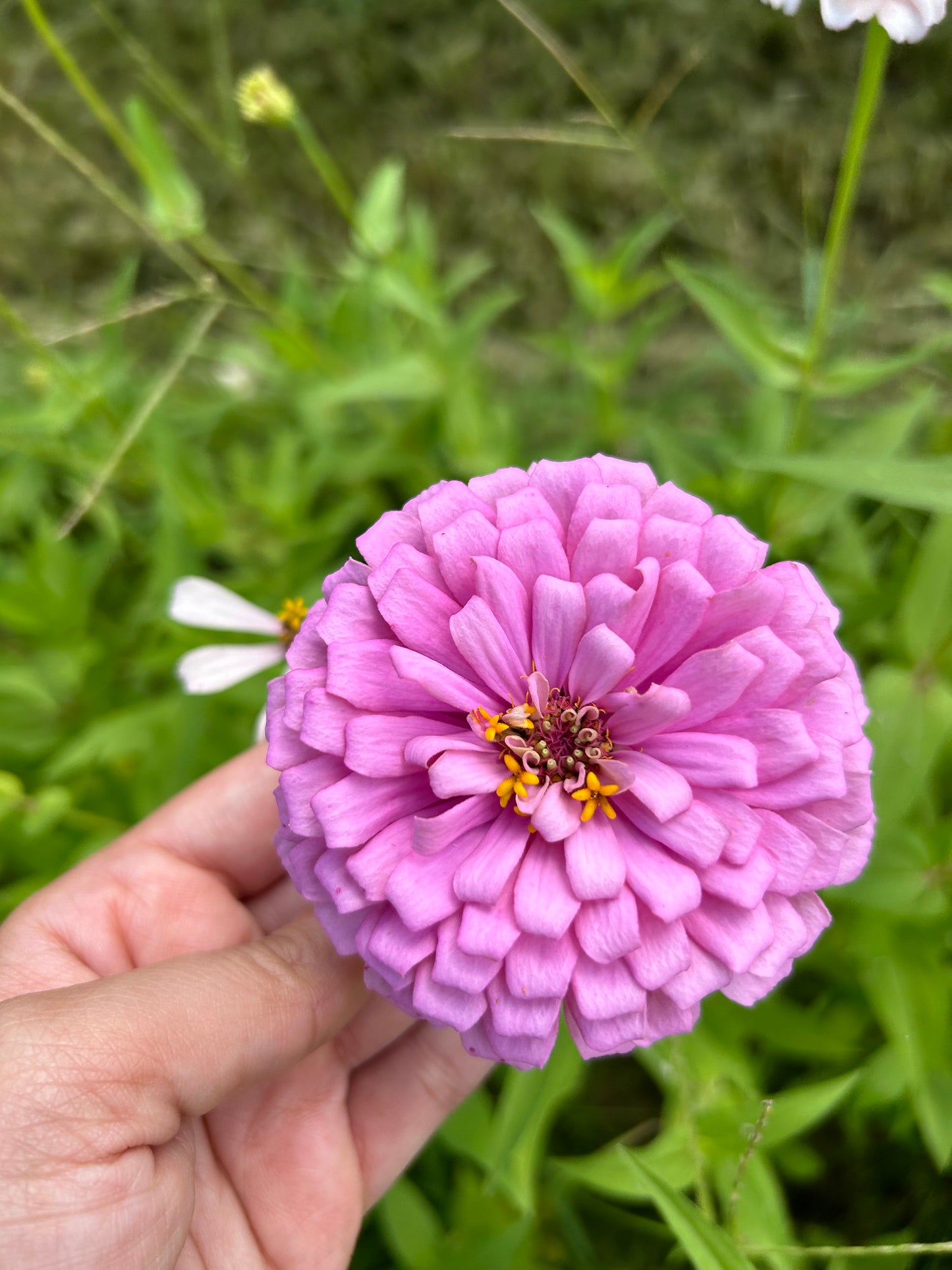 La Petite Mix Mini Zinnia Seeds