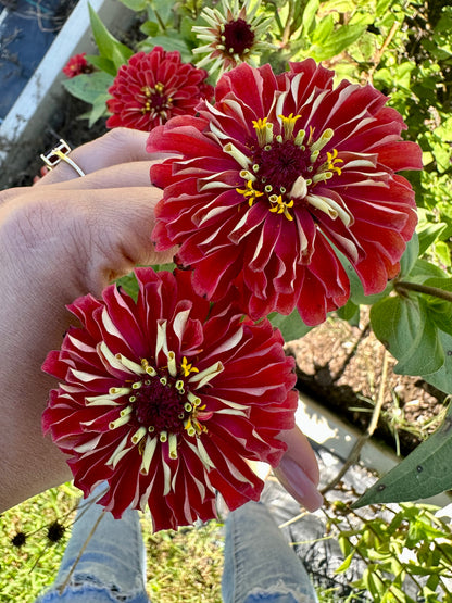 Candy Apple Red Zinnia Seeds