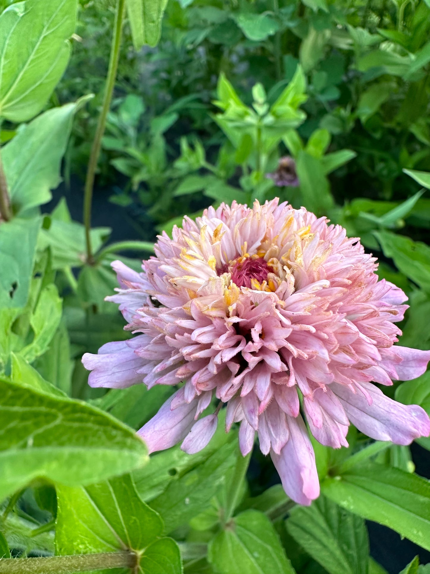 Pastel Tufted Zinnia Seeds