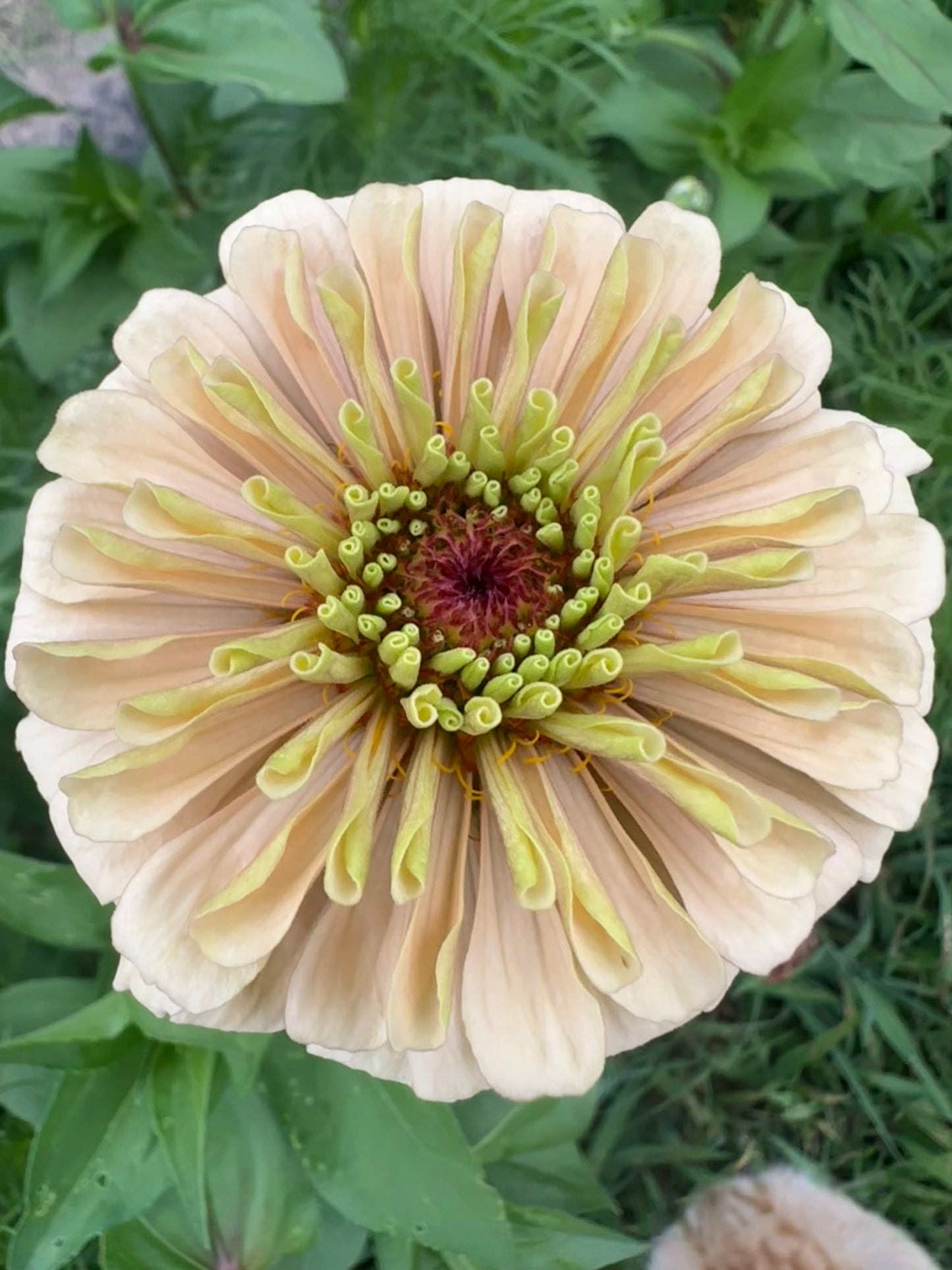 Crème Brulee Zinnia Seed Mix
