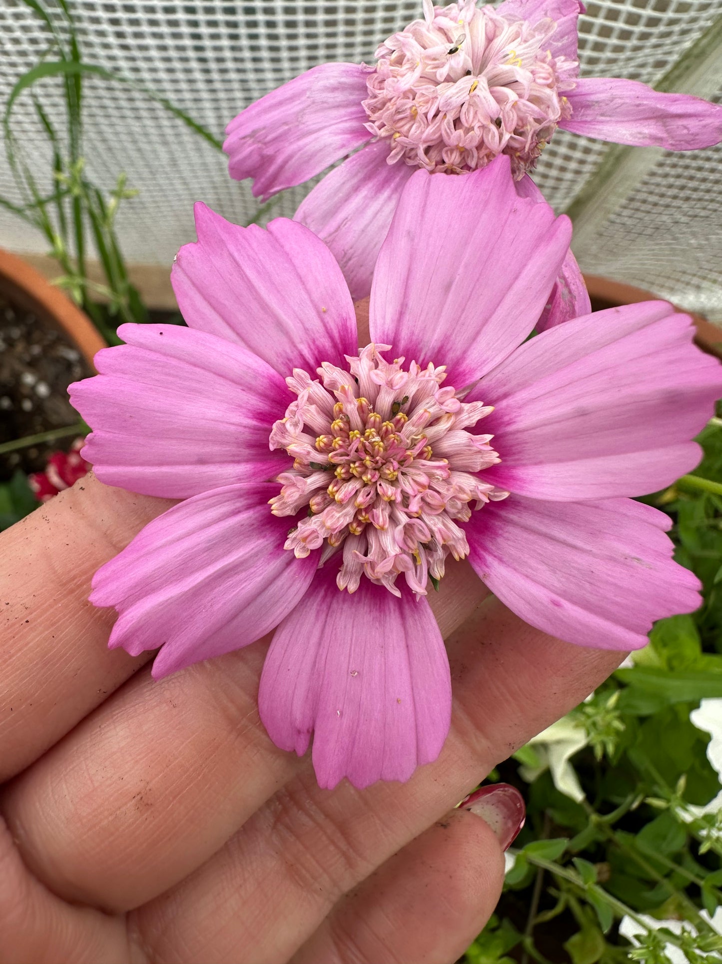 Popsocks Cosmos Strawberry Bulk Seed