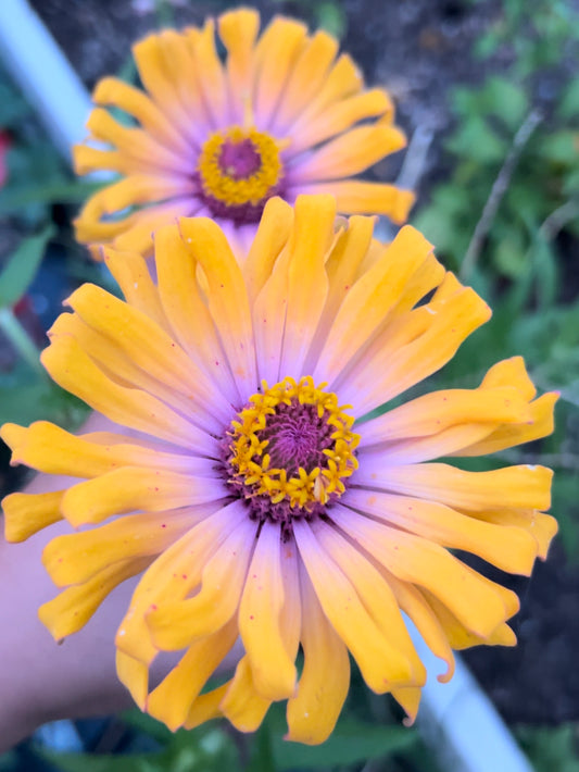 Two Tone Zinnia Seed Mix