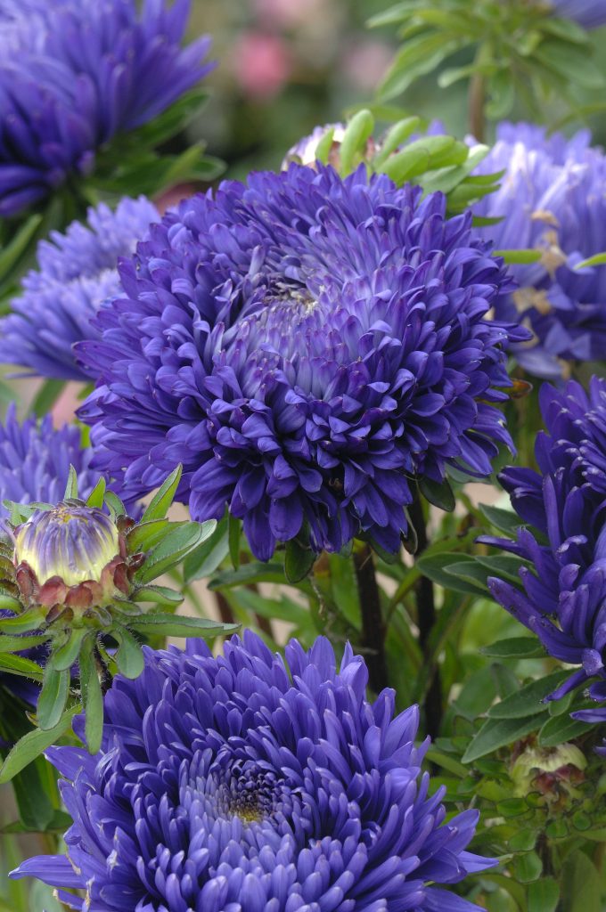 Tower Blue
China Aster Cut Flower Seed