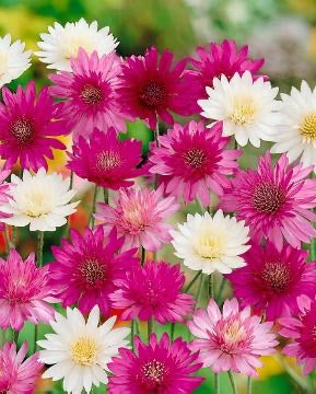 Pastel Mix 
Xeranthemum Double Paper Flower Cut Flower Seeds