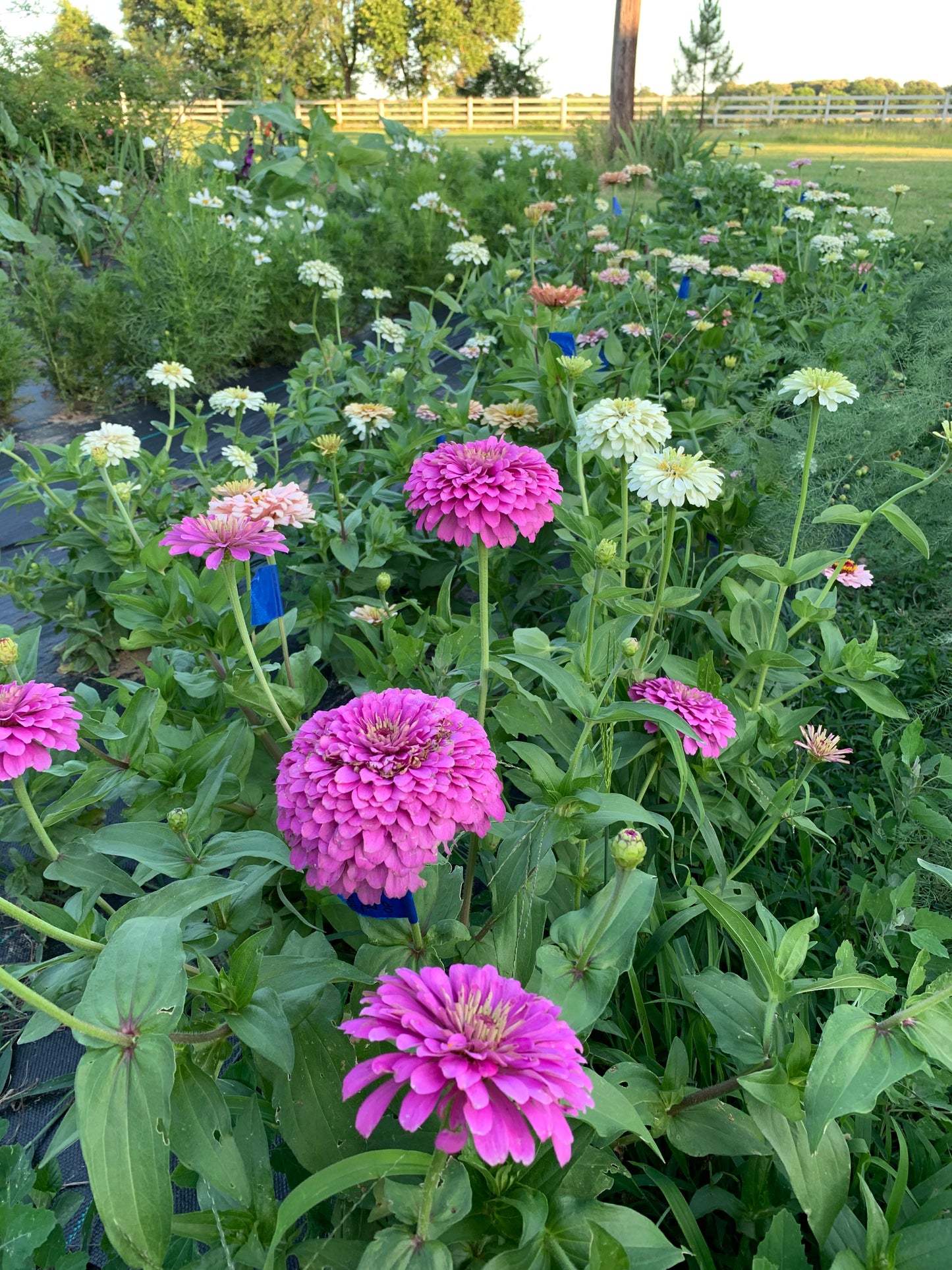 Giant Lilac Heirloom Zinnia Seeds