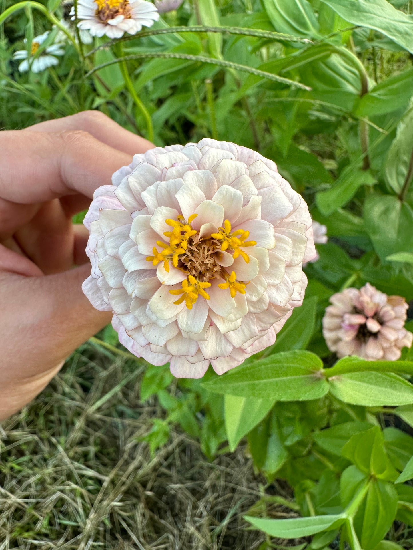 La Petite Pale Pink Zinnia Seeds