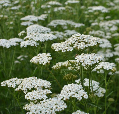 Native White Yarrow Cut Flower Seeds