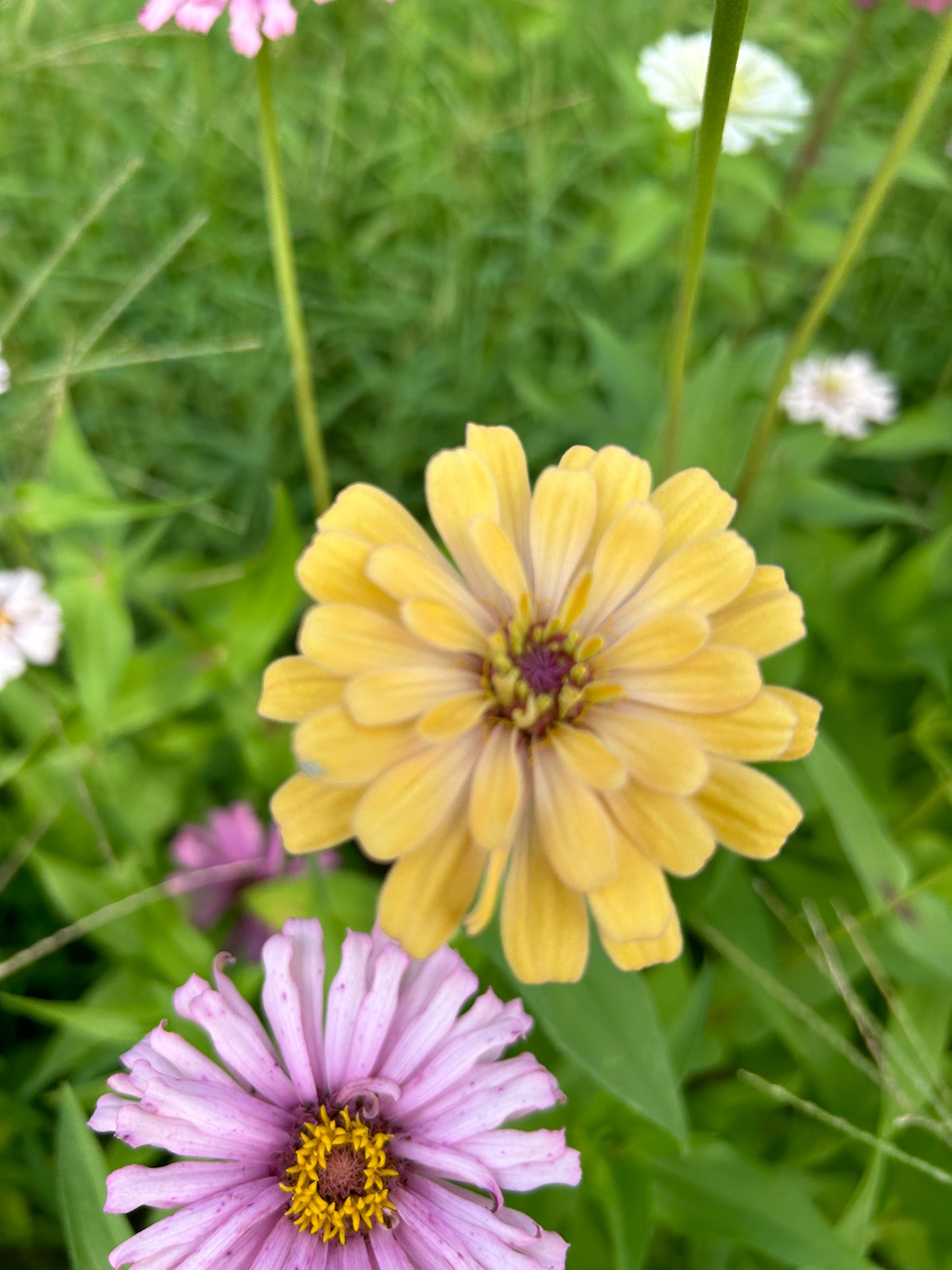 La Petite Mix Mini Zinnia Seeds