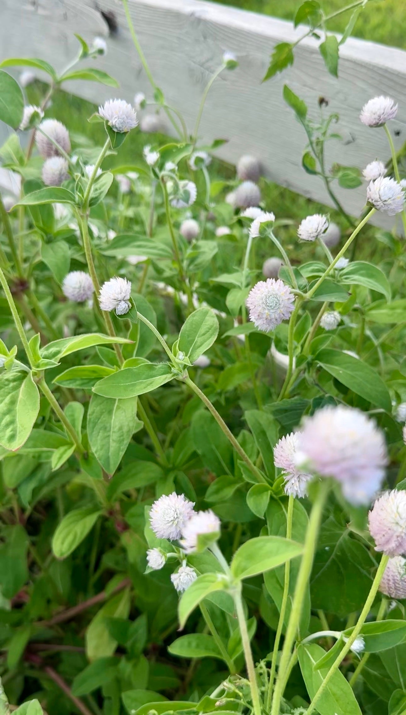 Pale Pink Gomphrena Cut Flower Seeds