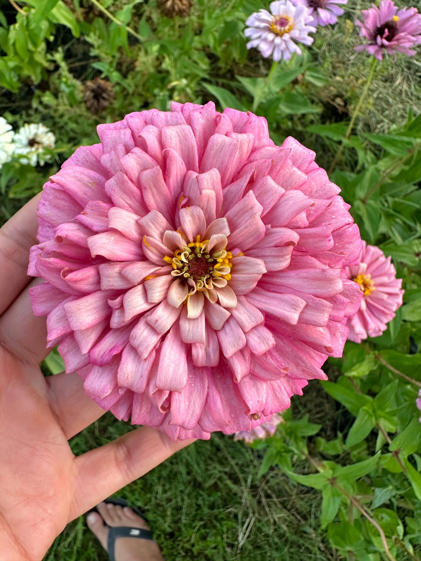 Pinks & Peach Mix Zinnia Seeds