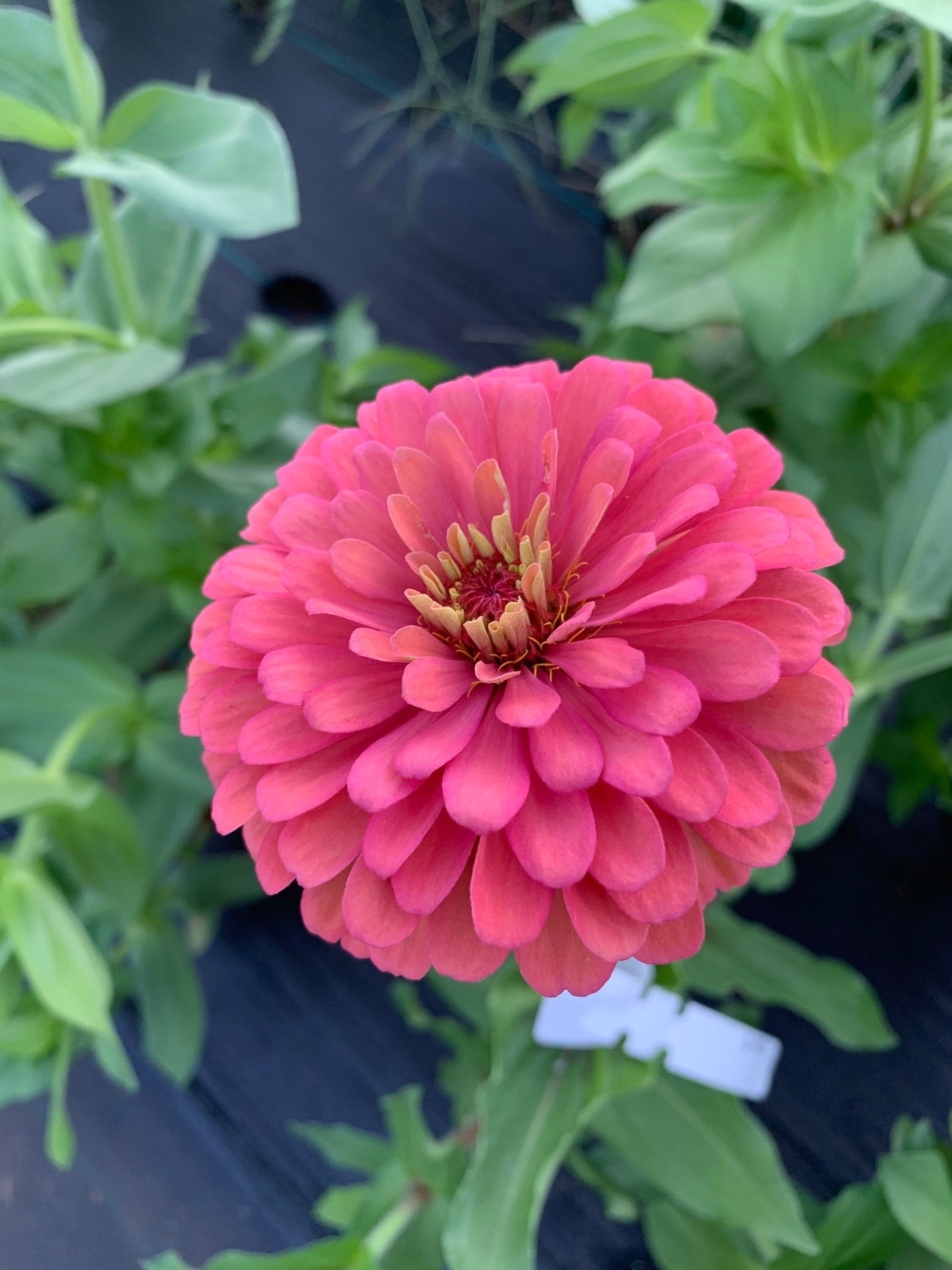 Dreamland Coral Zinnia Seeds