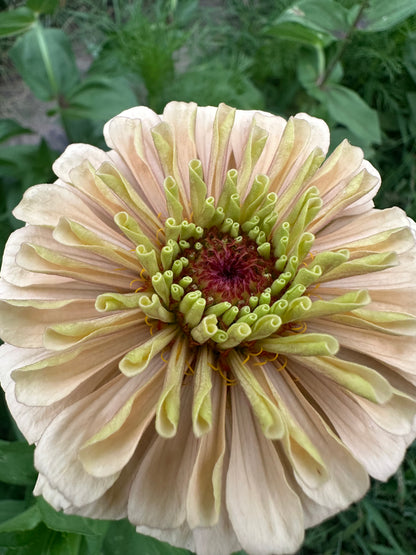 Crème Brulee Zinnia Seed Mix