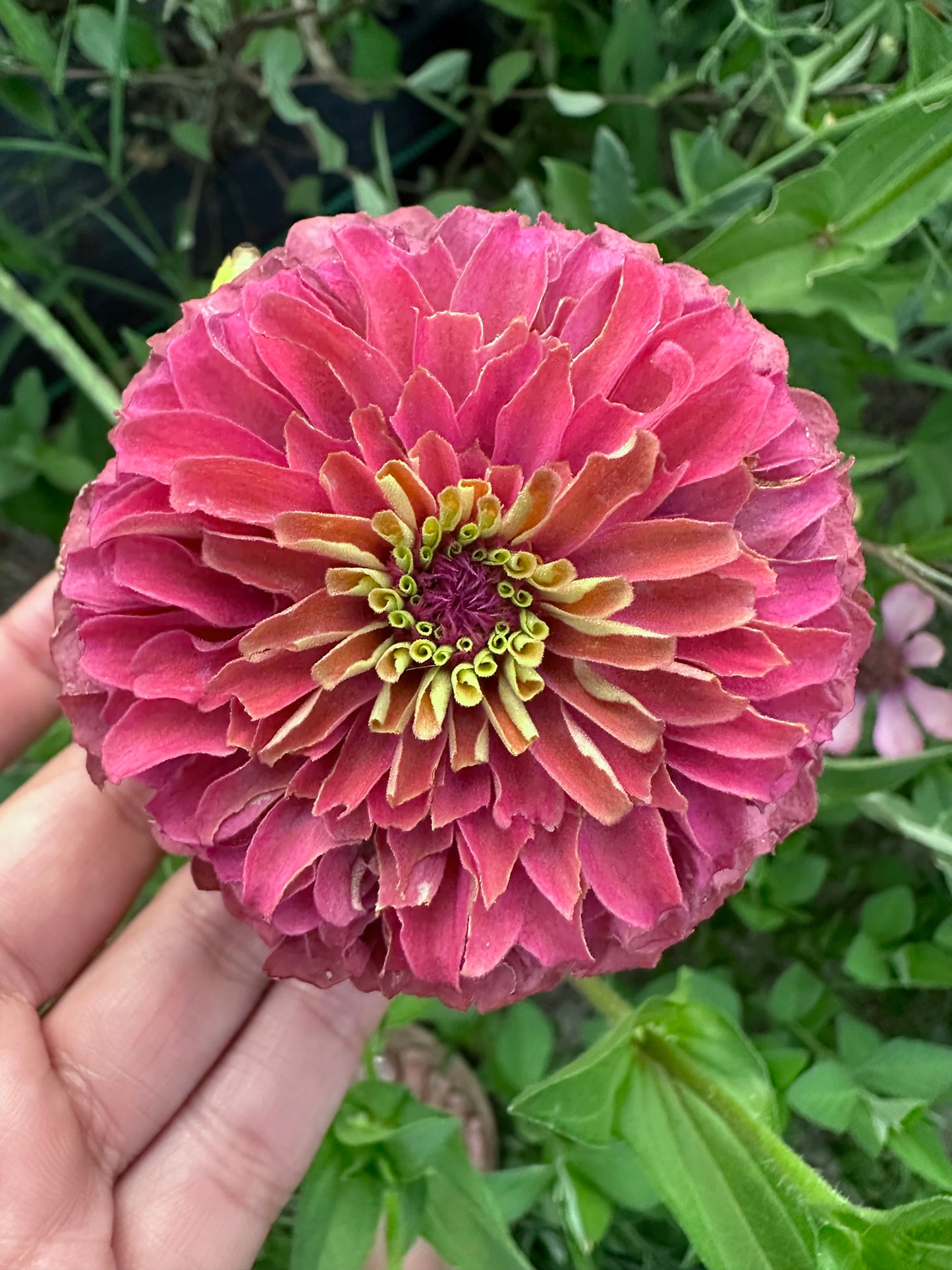 Moody Mix Zinnia Seed Mix