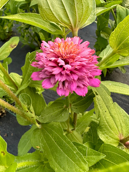 Pastel Tufted Zinnia Seeds