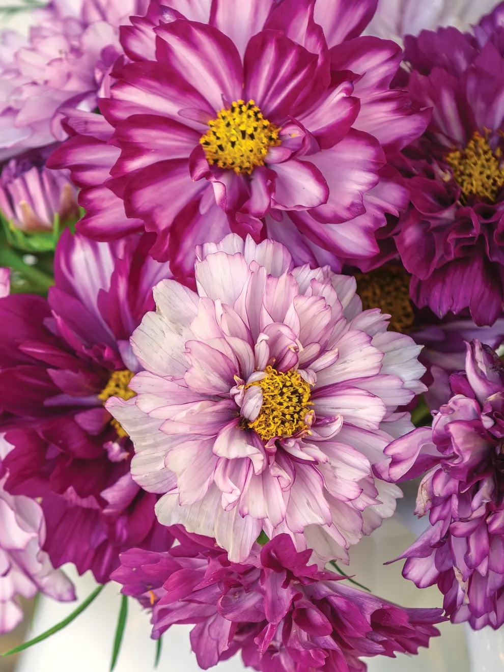 Double Click Bicolor Violet
Cosmos Cut Flower Seeds