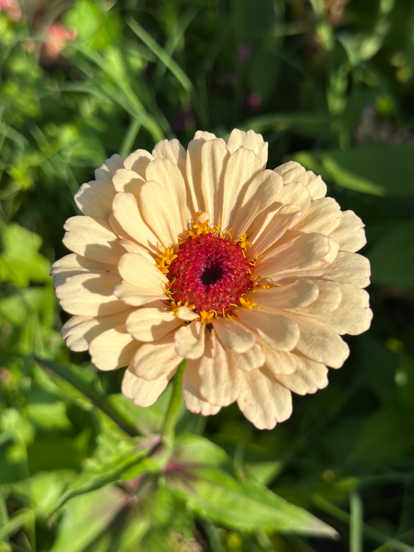 Peach Tone Breeder Pack Zinnia Seeds