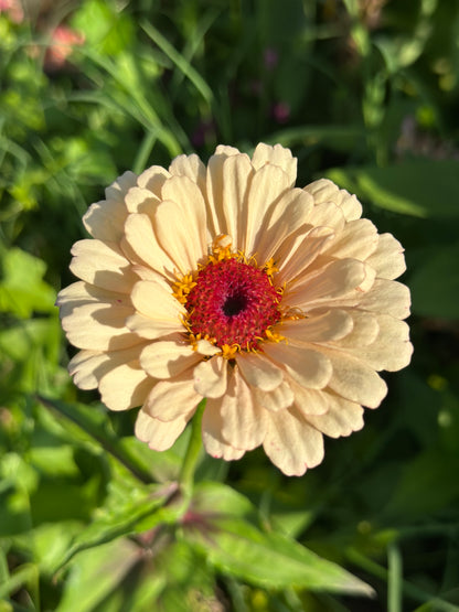 Peach Tone Breeder Pack Zinnia Seeds