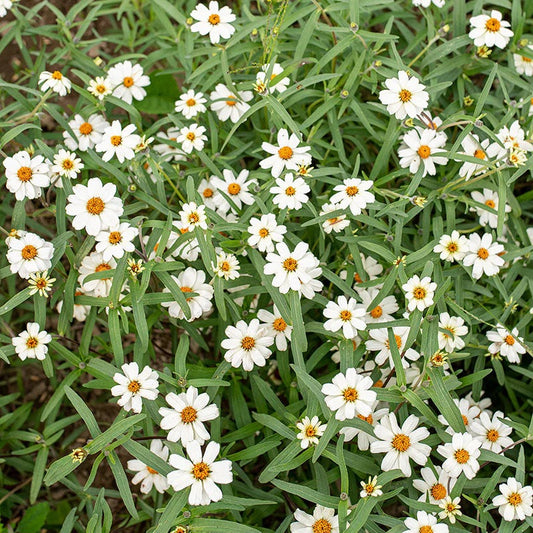 Star White Mini Zinnia Seeds