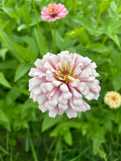 $25 Delectable Pastels Zinnia Seed Mix Fundraiser Shipping Now!