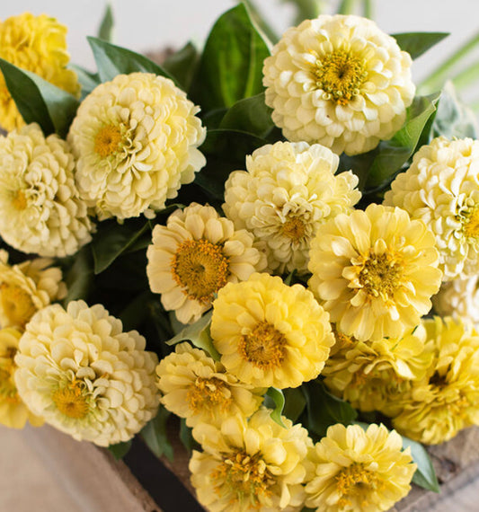 Oklahoma Ivory Zinnia Seeds