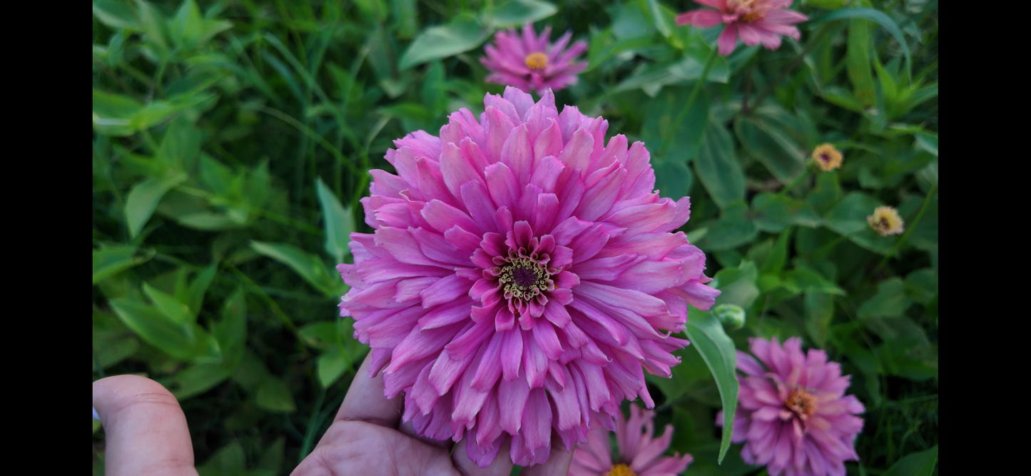 Spun Sugar Cactus Zinnia Seeds