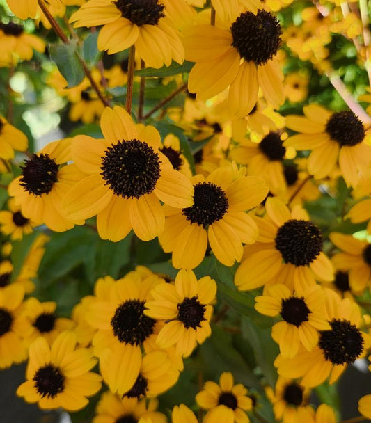 Rudbeckia triloba
Cut Flower Seed