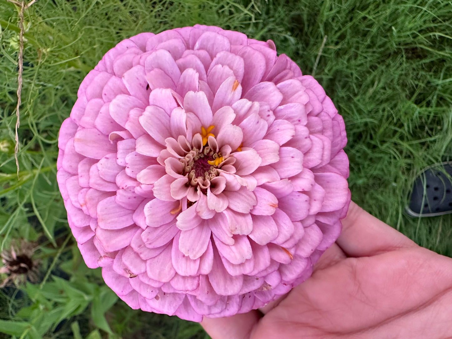 Strawberry & Cream Mix Zinnia Seed Mix