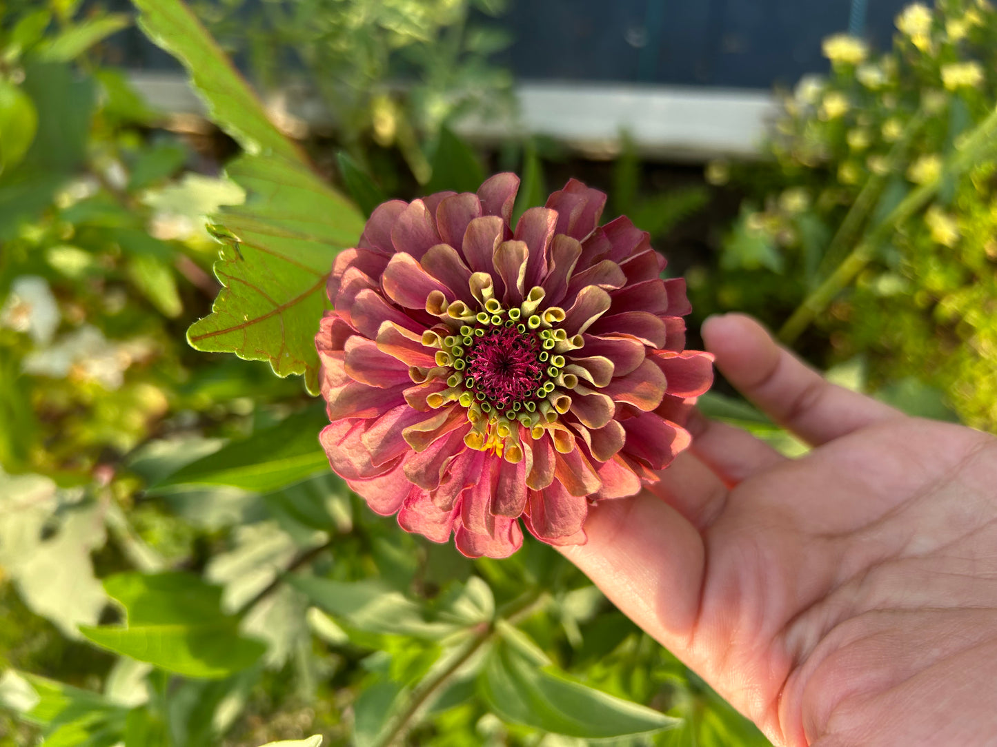 Moody Mix Zinnia Seed Mix Fall Shipping