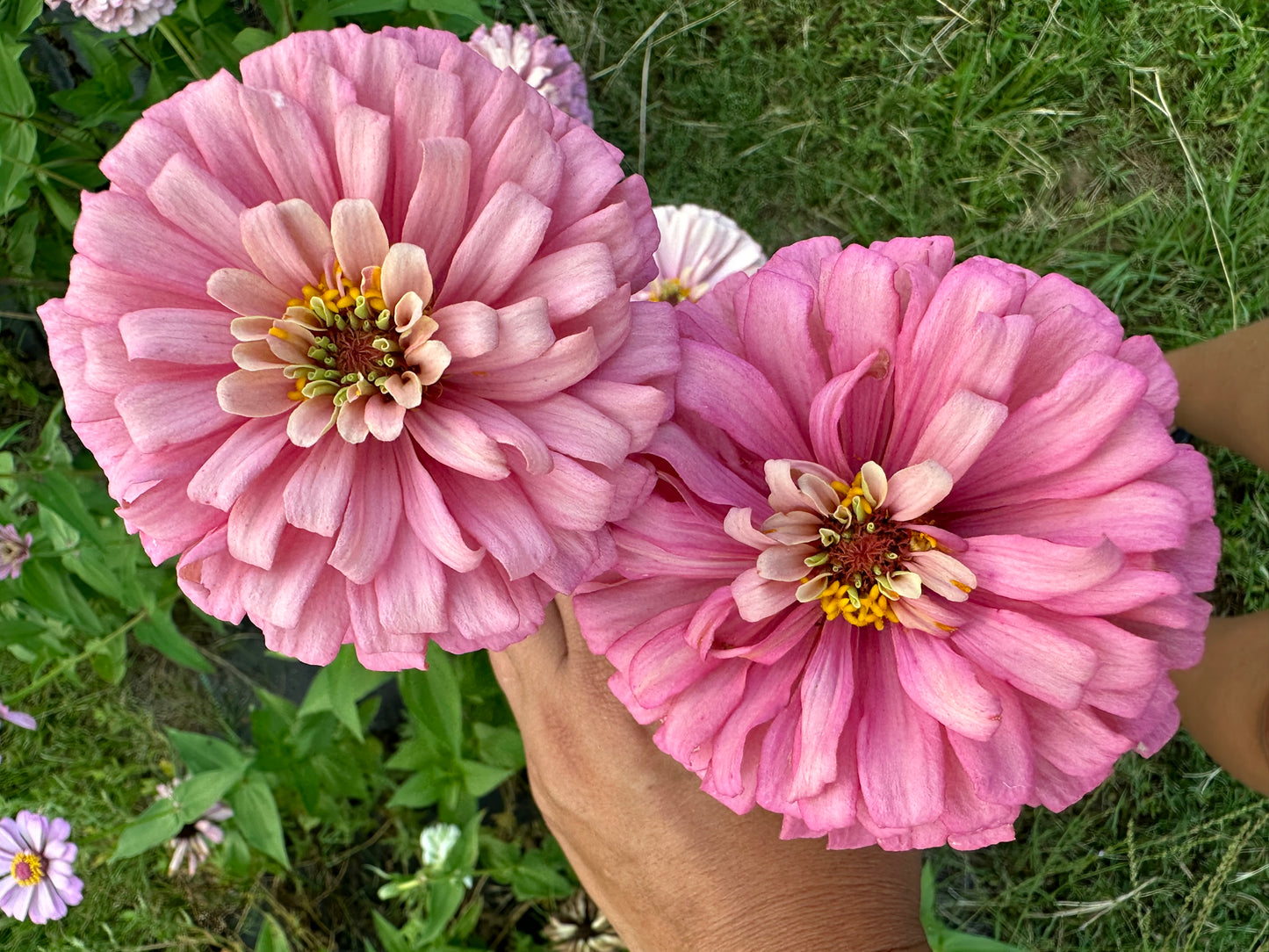 Strawberry & Cream Mix Zinnia Seed Mix