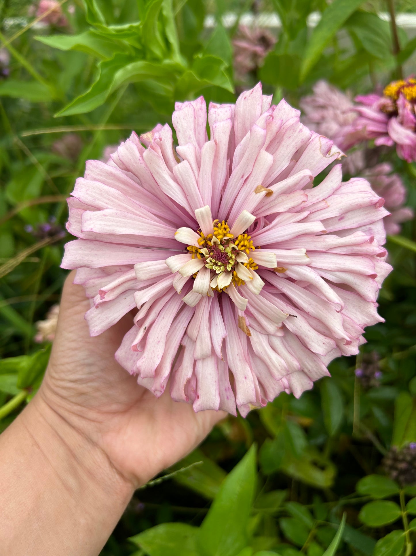 Crème de la crème 2024 Zinnia Seed Fundraiser Mix Fall Shipping