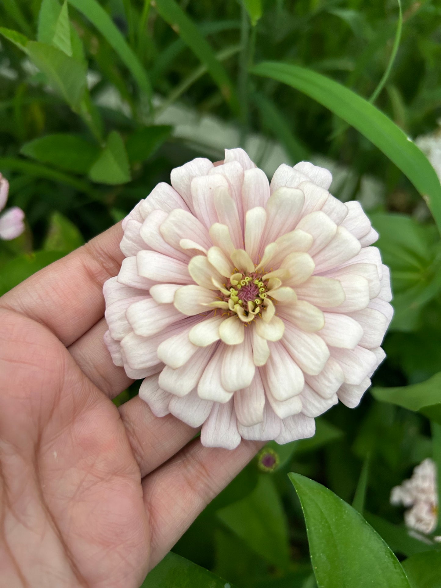 Pink Champagne Zinnia Seed Breeder’s pack Fall Shipping