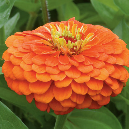 Mango Zinnia Seed Mix