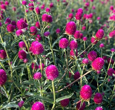 Carmine Gomphrena Cut Flower Seeds