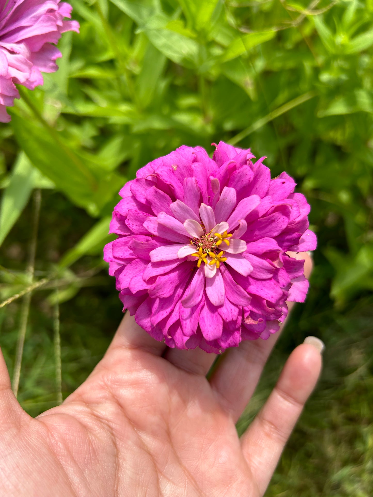 La Petite Mix Mini Zinnia Seeds