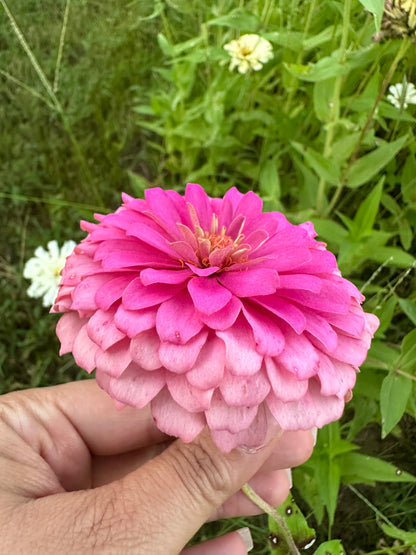 $25 Delectable Pastels Zinnia Seed Mix Fundraiser Shipping Now!