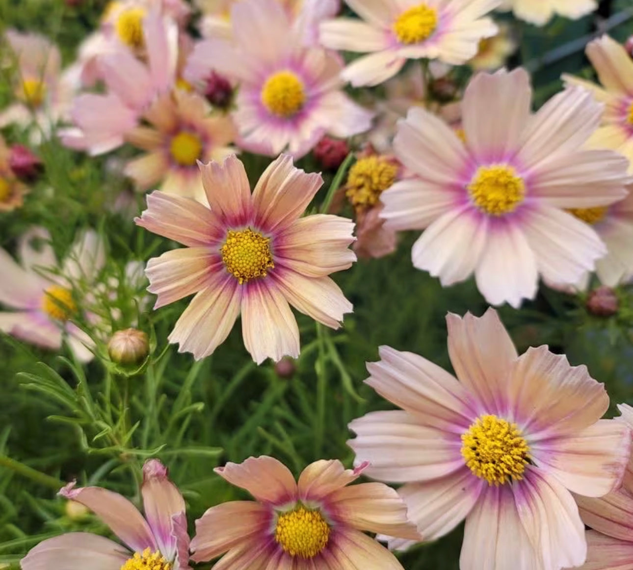 Apricotta Cosmos Cut Flower Seeds