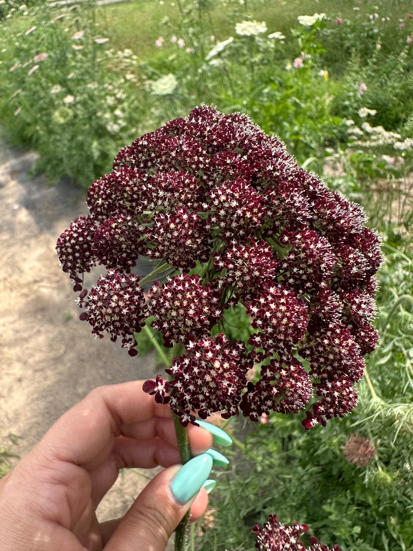Chocolate Lace Flower Cut Flower Seeds