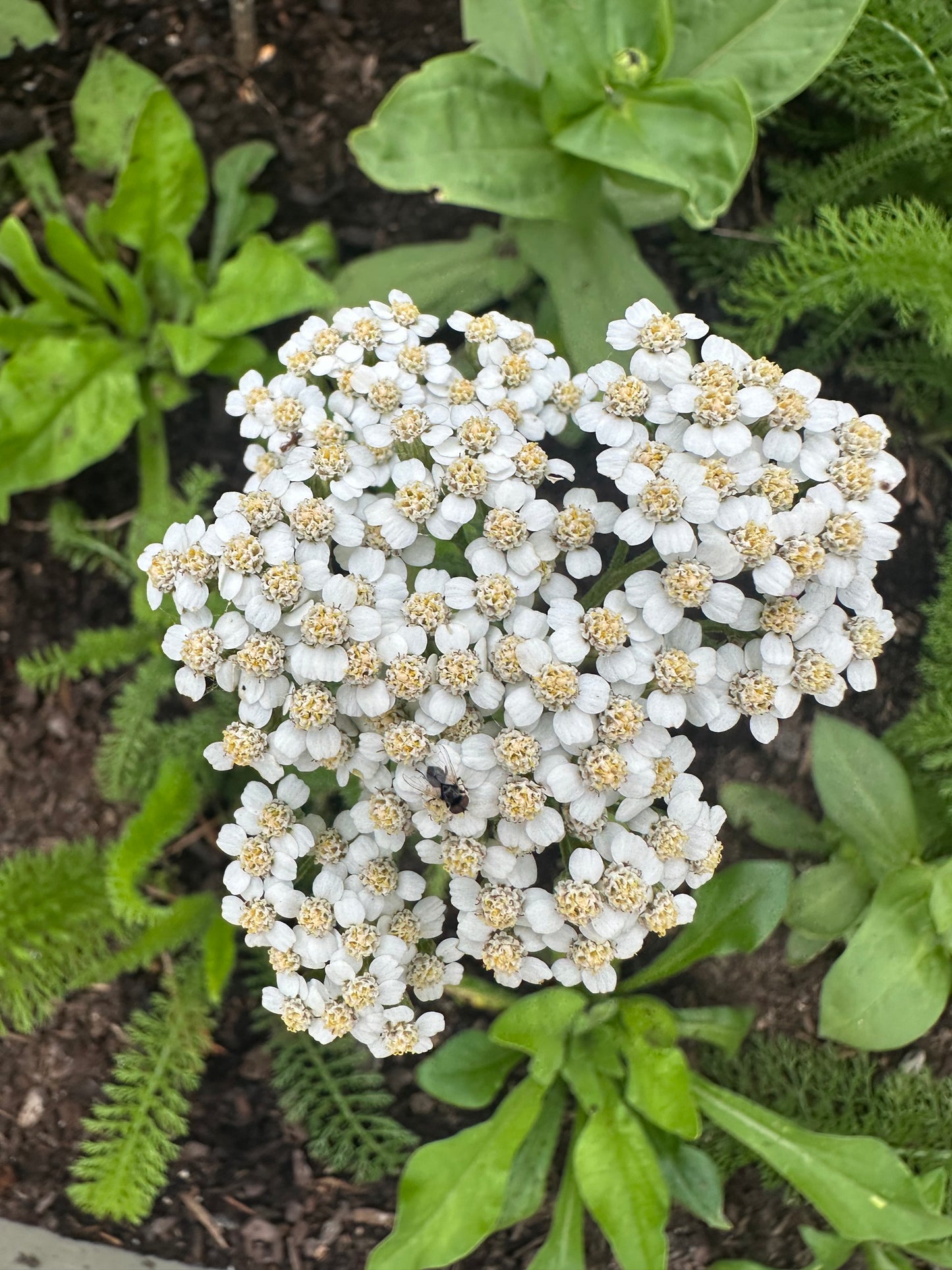 Native White Yarrow Cut Flower Seeds