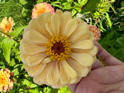 Apricot Zinnia Seeds Breeder’s pack Shipping Fall 2024