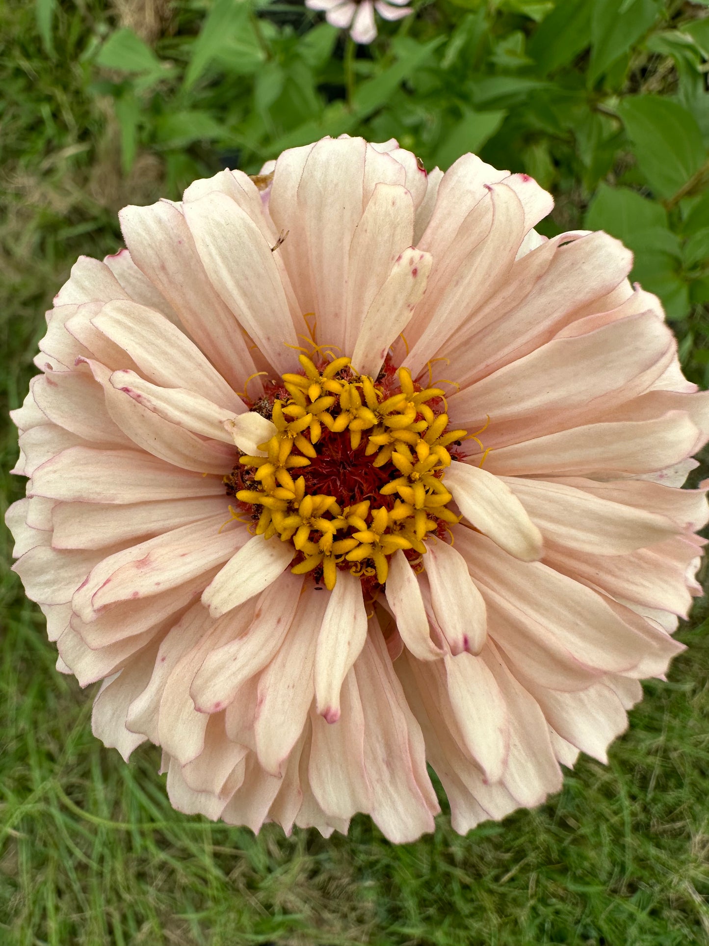 Crème de la crème 2024 Zinnia Seed Fundraiser Mix Fall Shipping